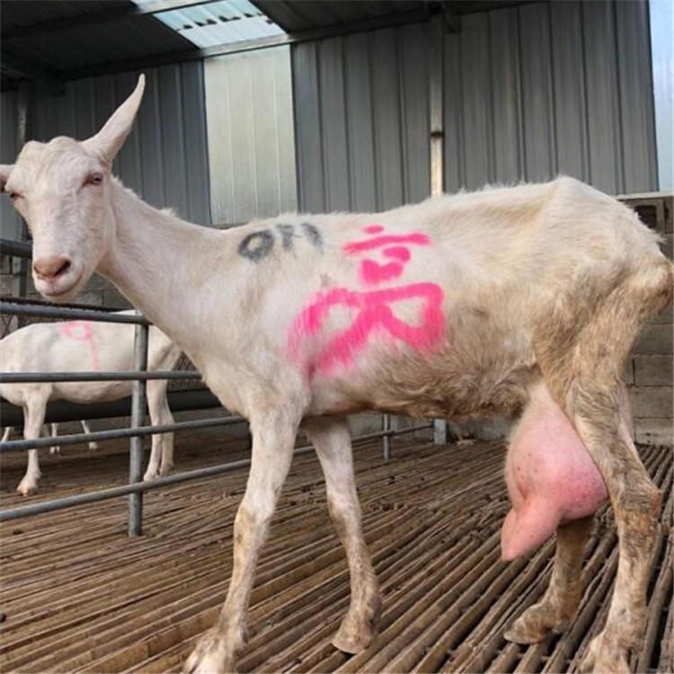 奶羊羊仔价格 本地改良奶山羊养殖 通凯 小羊仔价格视频图片