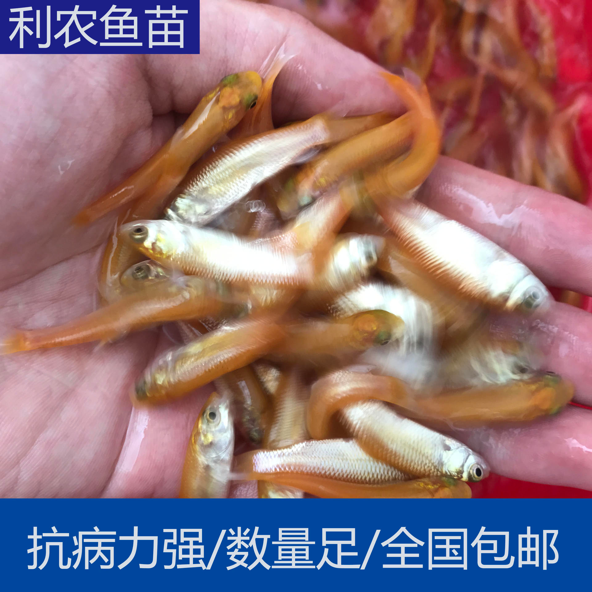 全国发货 广东阳江赤目金草鱼苗 3-4cm黄金草鱼苗大量上市 快大好养