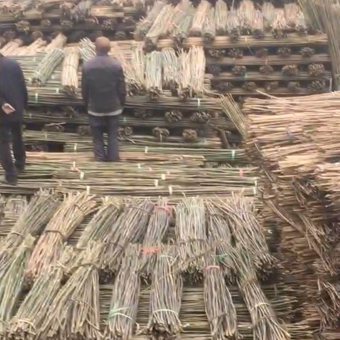 湖北厂家直供各类菜架竹2.2米2.7米3米 细菜架竹批发图片