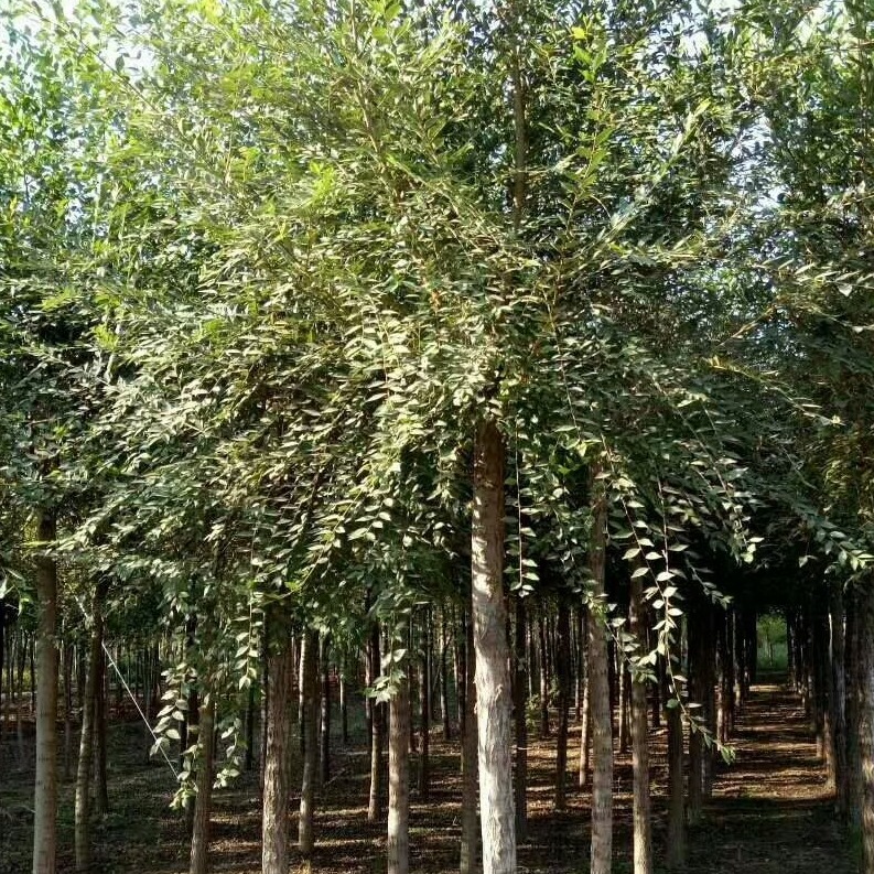 2020年 苗圃批发 造林苗  榆树小苗  3-6公分榆树 白榆价格 河北基地直供 量大优惠