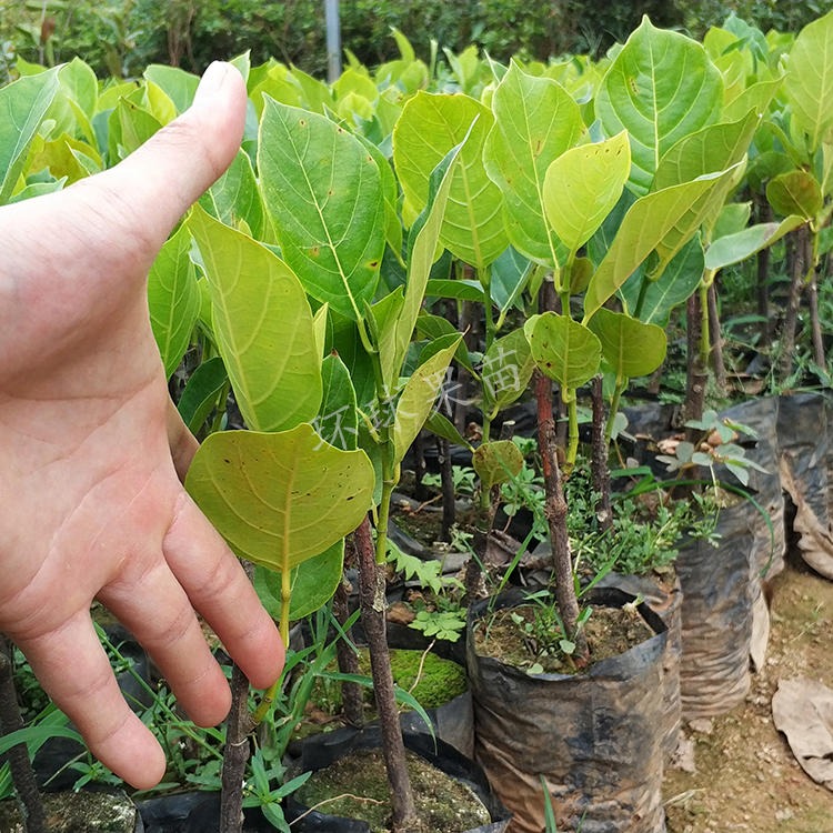 广东泰国八号菠萝蜜苗育苗场 高产品种泰国八号菠萝蜜苗 产地直销泰国八号菠萝蜜苗