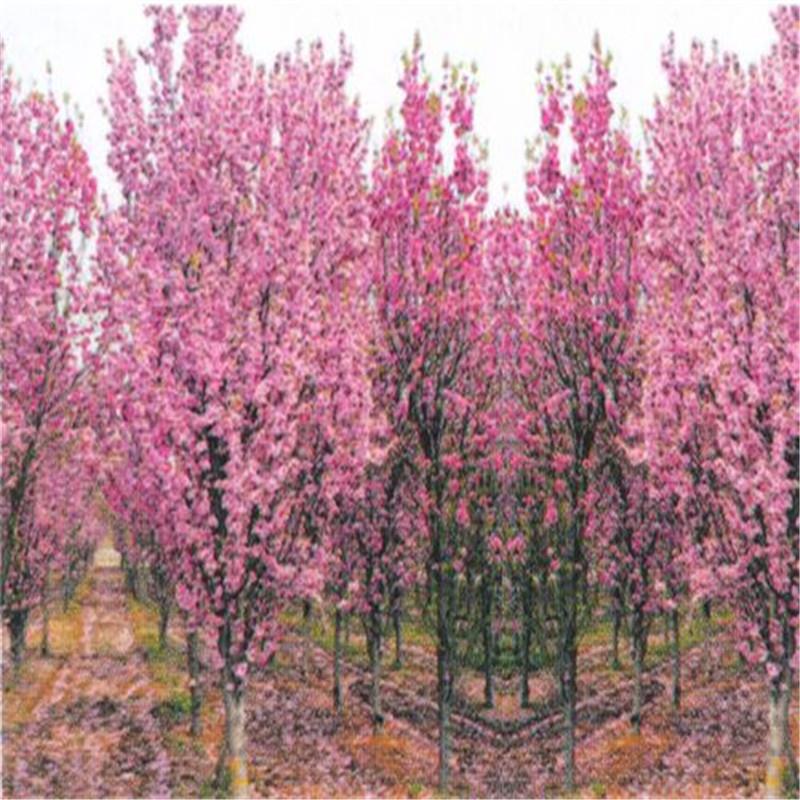 清地处理6公分7公分碧桃树货源充足 碧桃树价格低包成活