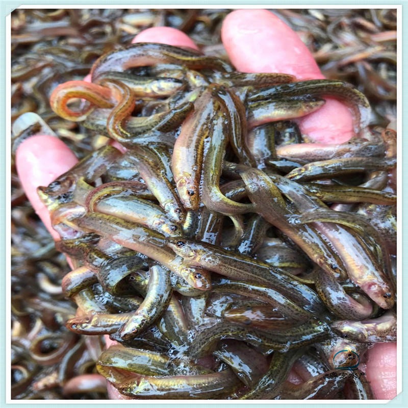 连云港花泥鳅鱼苗 养殖台湾泥鳅鱼苗图片