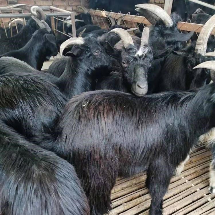 黑山羊养羊场 40来斤的黑山羊母羊苗 通凯 成活率高