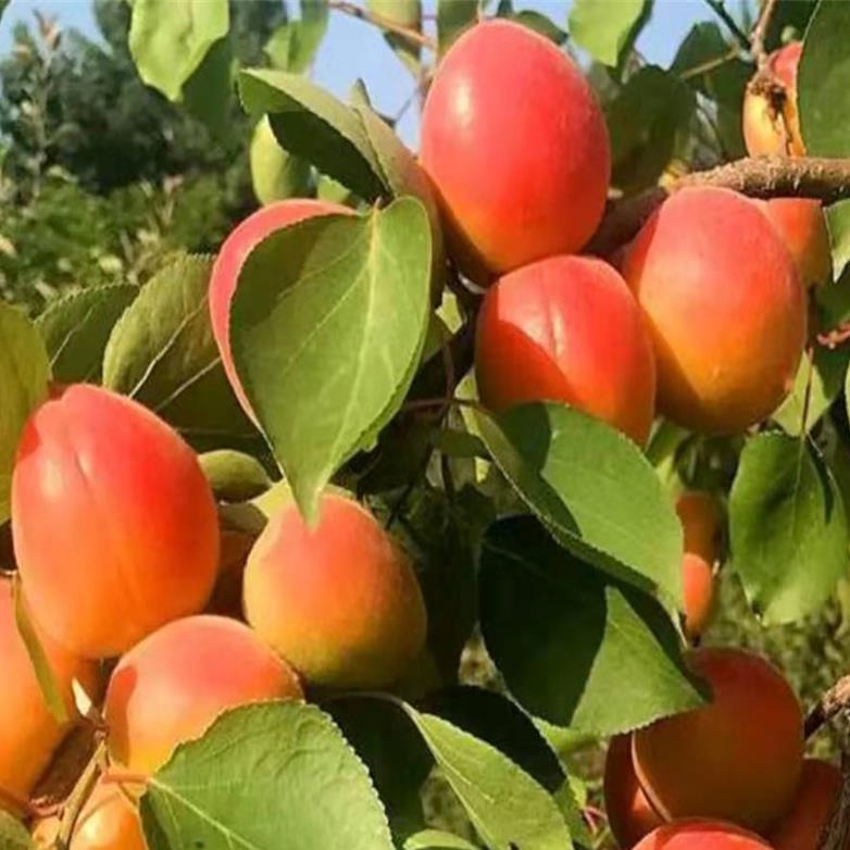 苗圃大量出售丰园红杏树苗 1公分珍珠油杏树苗价格 3公分杏树原生苗