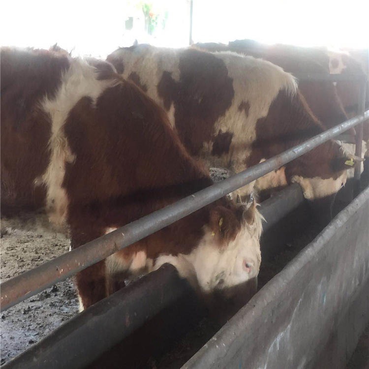 先考察后引种 西门塔尔牛 通凯厂家出售西门塔尔牛 纯种西门塔尔牛 西门塔尔牛养殖图片
