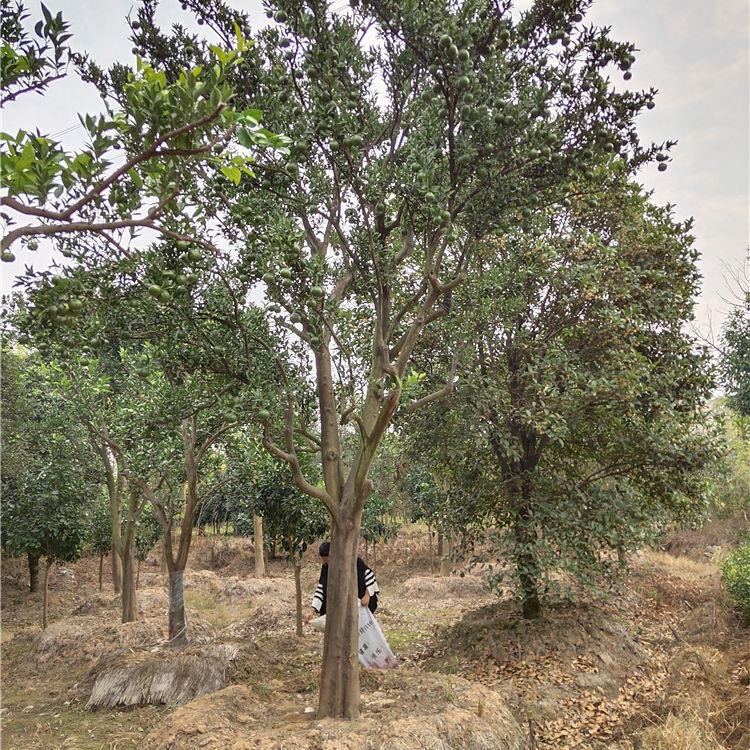 供应好苗橙子树 别墅栽植 15公分 20公分大脐橙树 果树绿化图片
