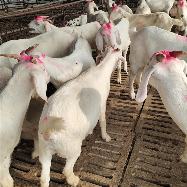 白山羊苗出售 纯种白山羊怀孕母羊批发价格 美国白山羊羊羔价格