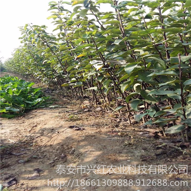 红香酥梨苗、秋月梨苗 基地出售玉露香梨 0.8-3公分保湿发货