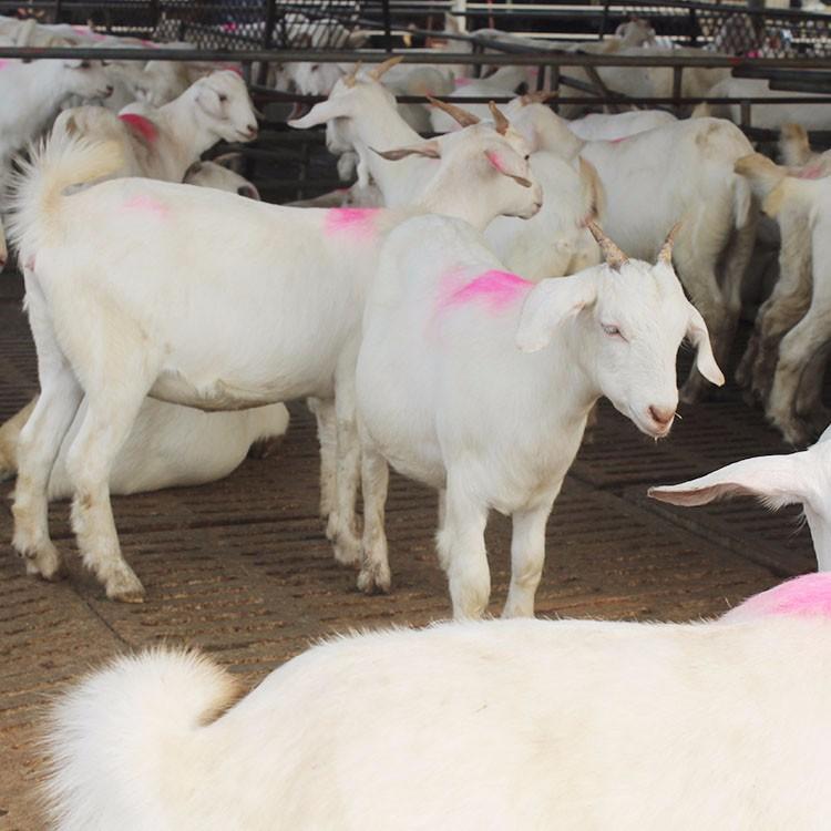 美国长势快白山羊 现代 美国白山羊养殖 价格低美国白山羊 运输包活图片