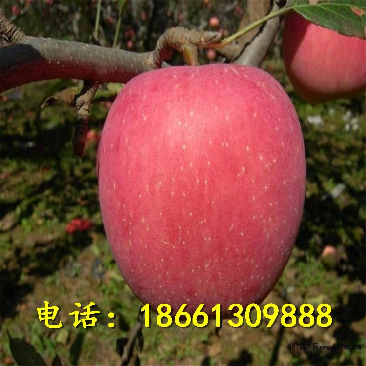 山东苹果苗价格 苹果香甜可口厂家直销 红富士苹果苗量大从优