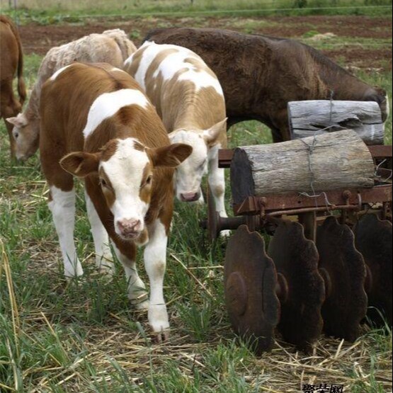 西门塔尔牛高代 成年西门塔尔牛 通凯 送货上门 西门塔尔牛种苗价格