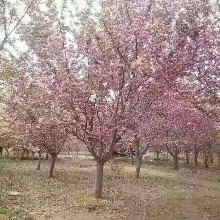 厂家封装单樱花种子 中国红樱花5公分樱花树  单樱花种子价格 万青园林