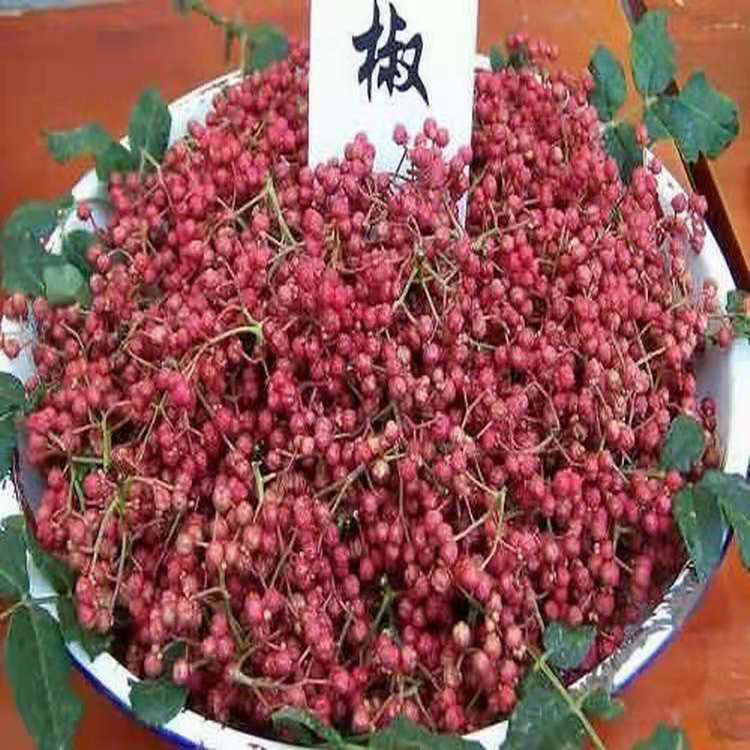 大红袍花椒种子  销售花椒种子 大红袍花椒树产地  同创药材