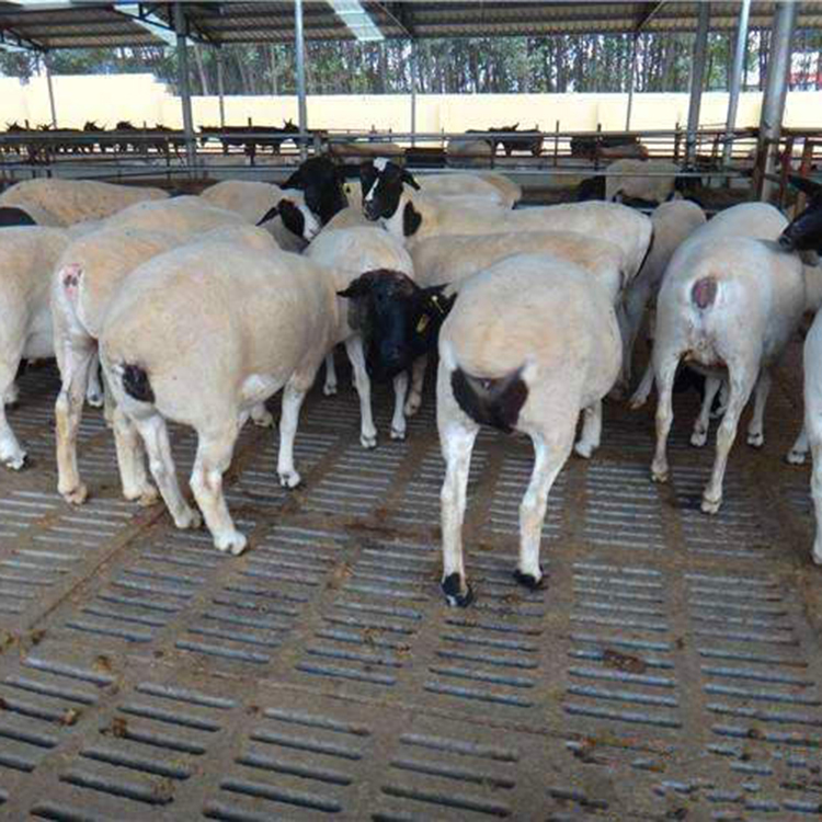 杜泊绵羊的出肉率高 饲养肉羊苗长期供应 常年提供杜泊绵羊 现代 常年供应