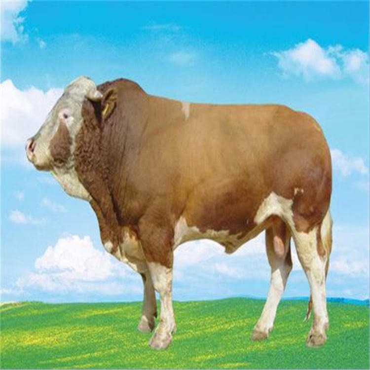 包成活包回收 长期批发活体肉牛 利木赞牛品种 通凯肉牛繁育厂家