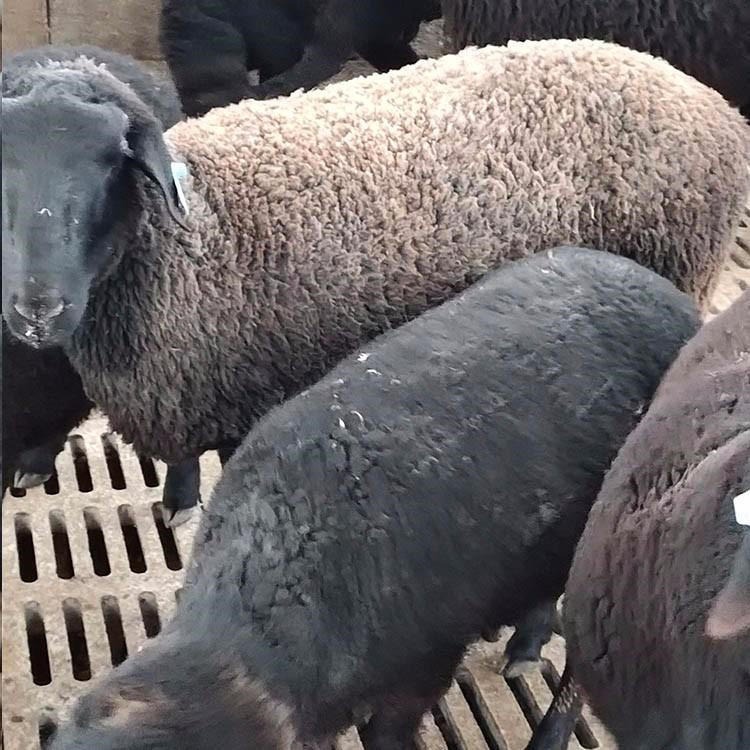 通凯 乌骨羊市场价格表 乌骨羊幼仔一只价格 乌骨羊养殖前景分析 养30只乌骨羊需要价格