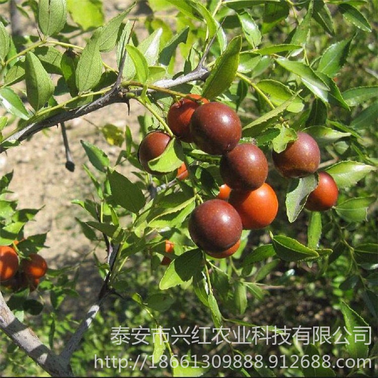 金丝枣树苗价格合理 兴红农业出售枣树苗 品种多样图片