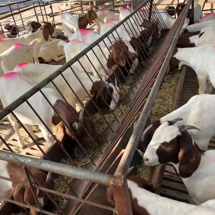 波尔山羊现场验货 繁殖高产波尔山羊种母羊 波尔山羊场 现代 适应性广