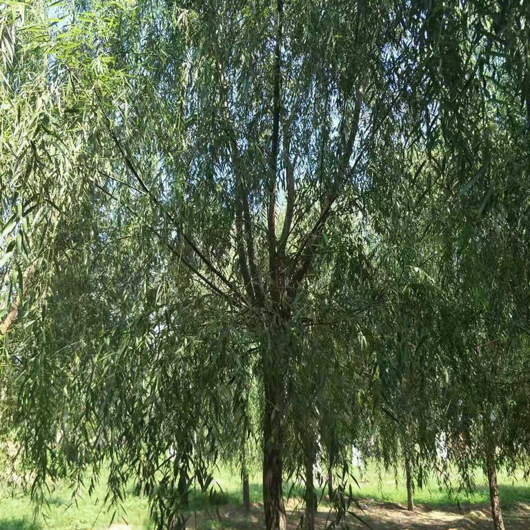 工程绿化黄柳苗木 20公分垂柳树苗木 黄金柳图片