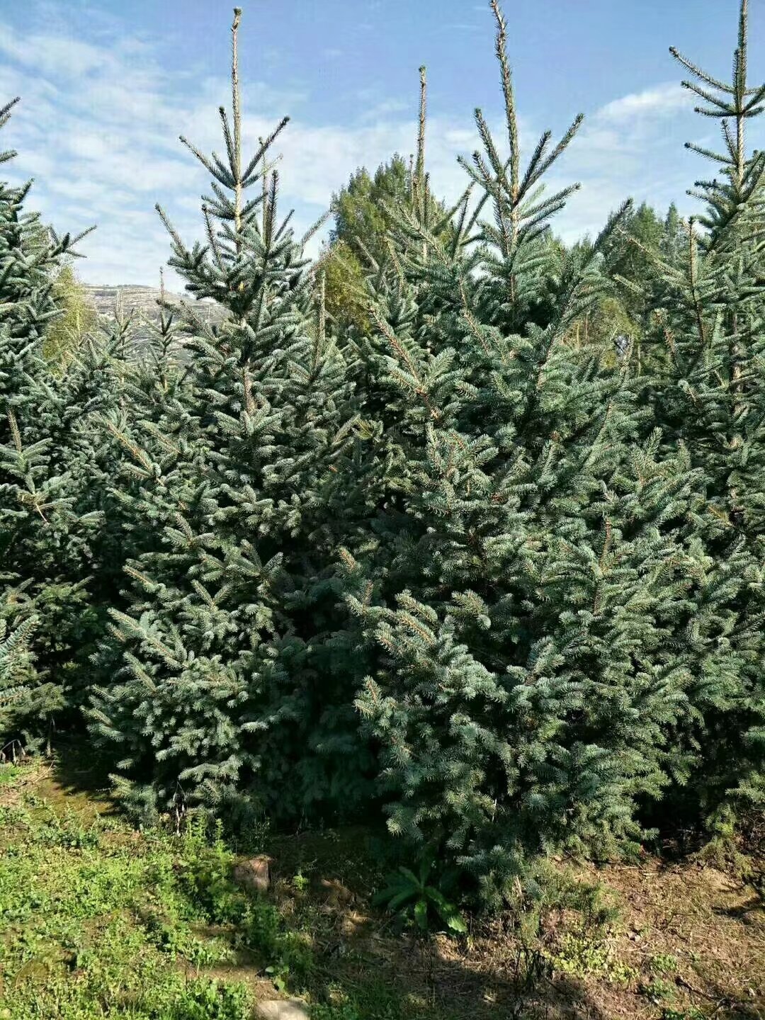 甘肃云杉-大型云杉种植基地-2米3米云杉打号起苗，成活率高