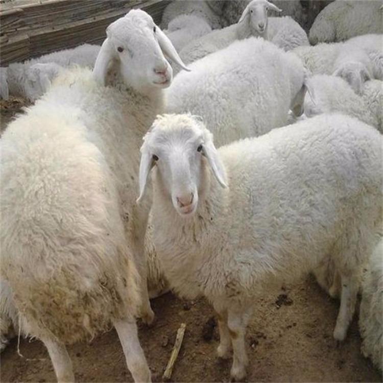 小尾寒羊 小尾寒羊肉羊价格 常年供应小尾寒羊 三友 大量供应肉羊小尾寒羊 长期供应