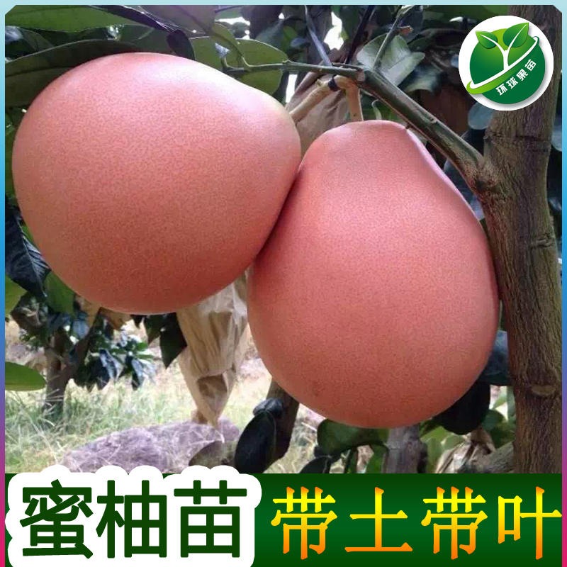 广东惠州三红蜜柚苗场三红蜜柚苗新品种三红蜜柚苗杯苗地苗盆栽