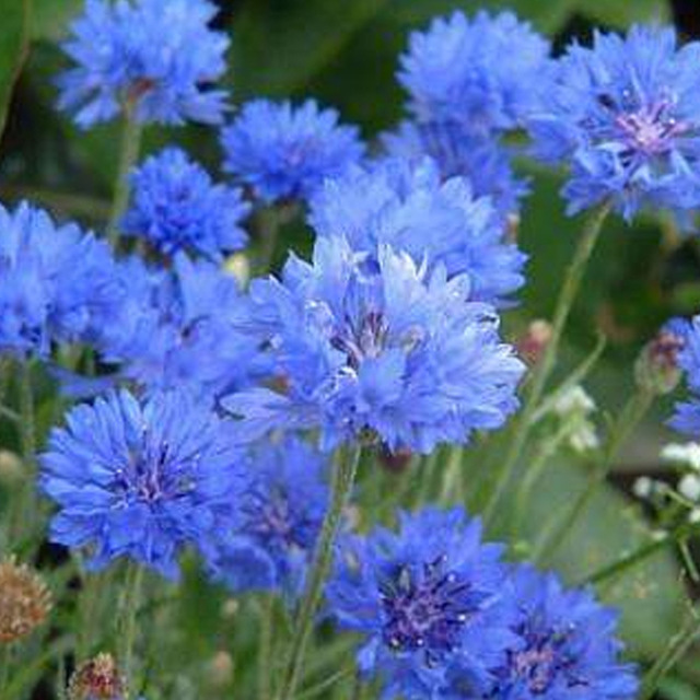庭院易种花种 多年生春天花种子 蓝色矢车菊种子 室外四季种易活花籽花草图片