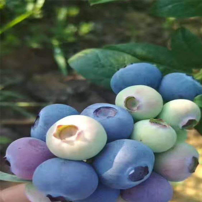 蓝莓苗 (10)