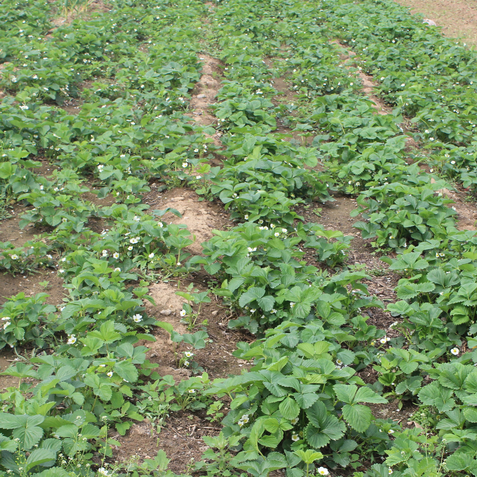 适合南北方种植天仙醉草莓 红袖添香草莓 抗旱抗涝 保证成活率示例图13