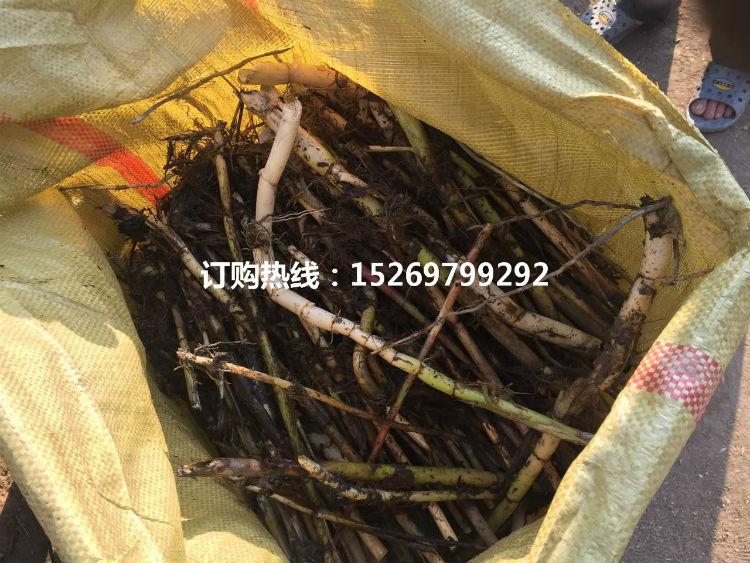 微山湖芦苇苗 芦苇种苗 芦苇苗价格低 专业承接芦苇种植 经验丰富 销售各种水生植物示例图10