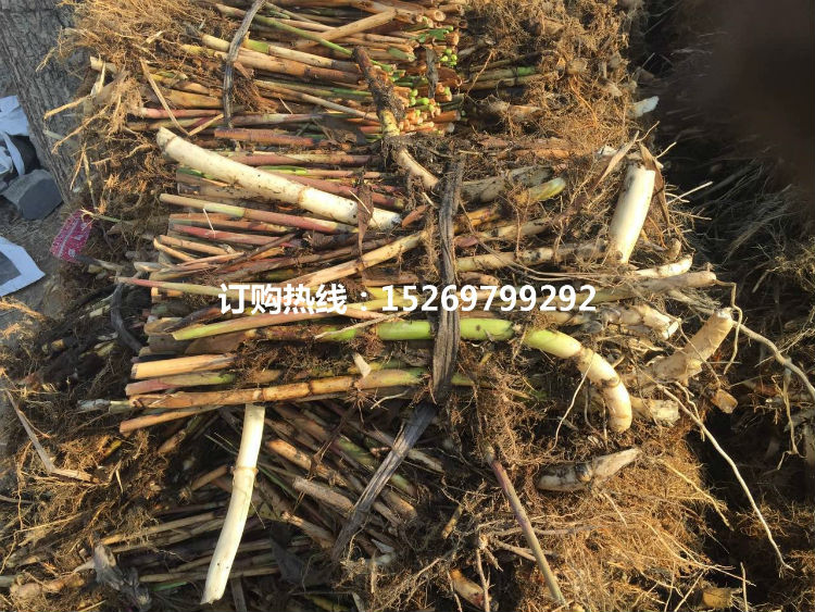微山湖芦苇苗 芦苇种苗 芦苇苗价格低 专业承接芦苇种植 经验丰富 销售各种水生植物示例图13
