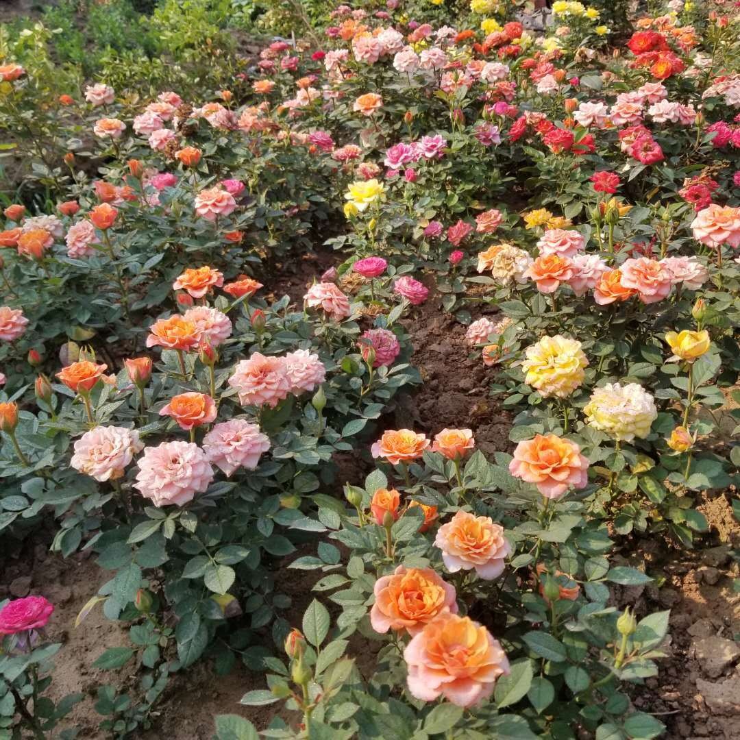 玫瑰月季杯苗 大花月季苗 品种月季花 靓景园林