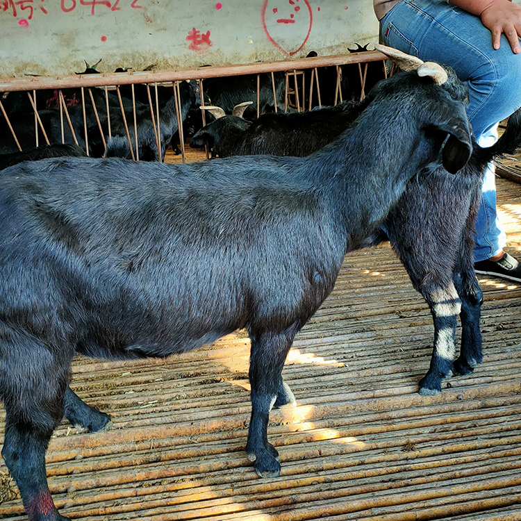 供应黑山羊种类 多品种肉羊苗价格 三个月黑山羊苗 乡村牧业 常年供应