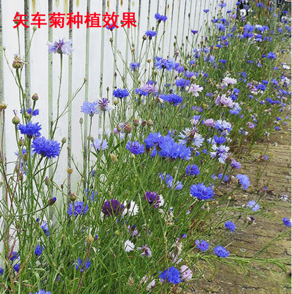 庭院易种花种多年生春天花种子蓝色矢车菊室外四季种易活花籽花草示例图6