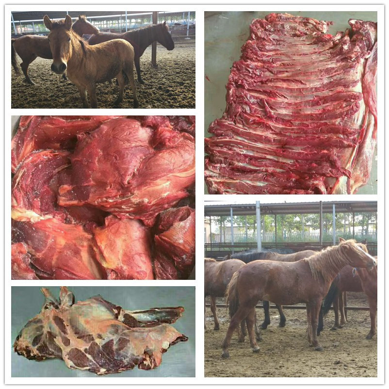 进口蒙古马 养殖基地批发马后腿肉 现杀新鲜冰冻马肉鲜嫩可口示例图21