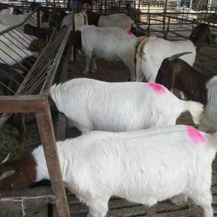 常年出售波尔山羊羊羔 波尔山羊羊羔肉羊 头胎怀孕基础母羊 现代 活体批发