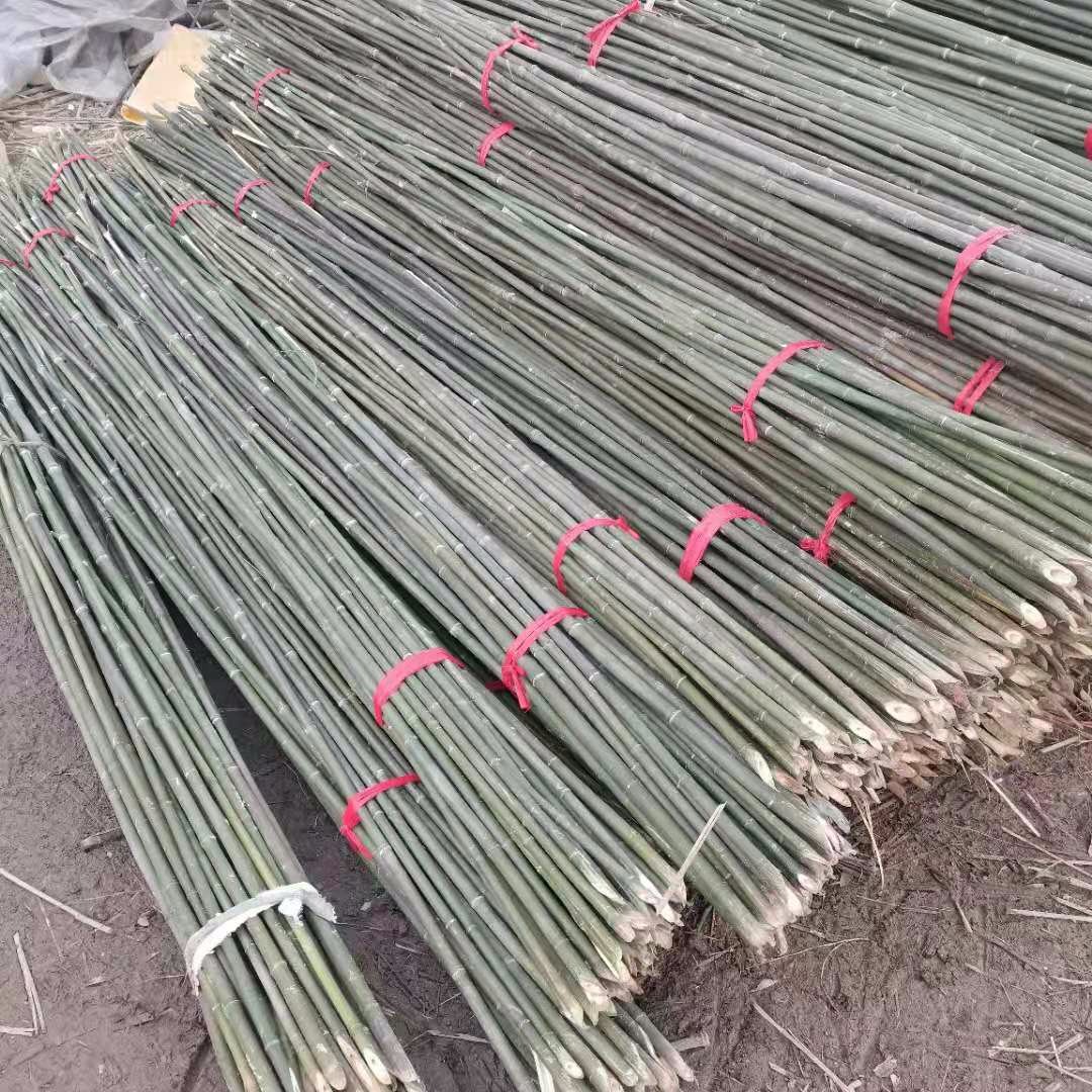 菜架竹厂家 批发细竹子拇指粗竹杆花果蔬菜爬藤搭架用竹竿