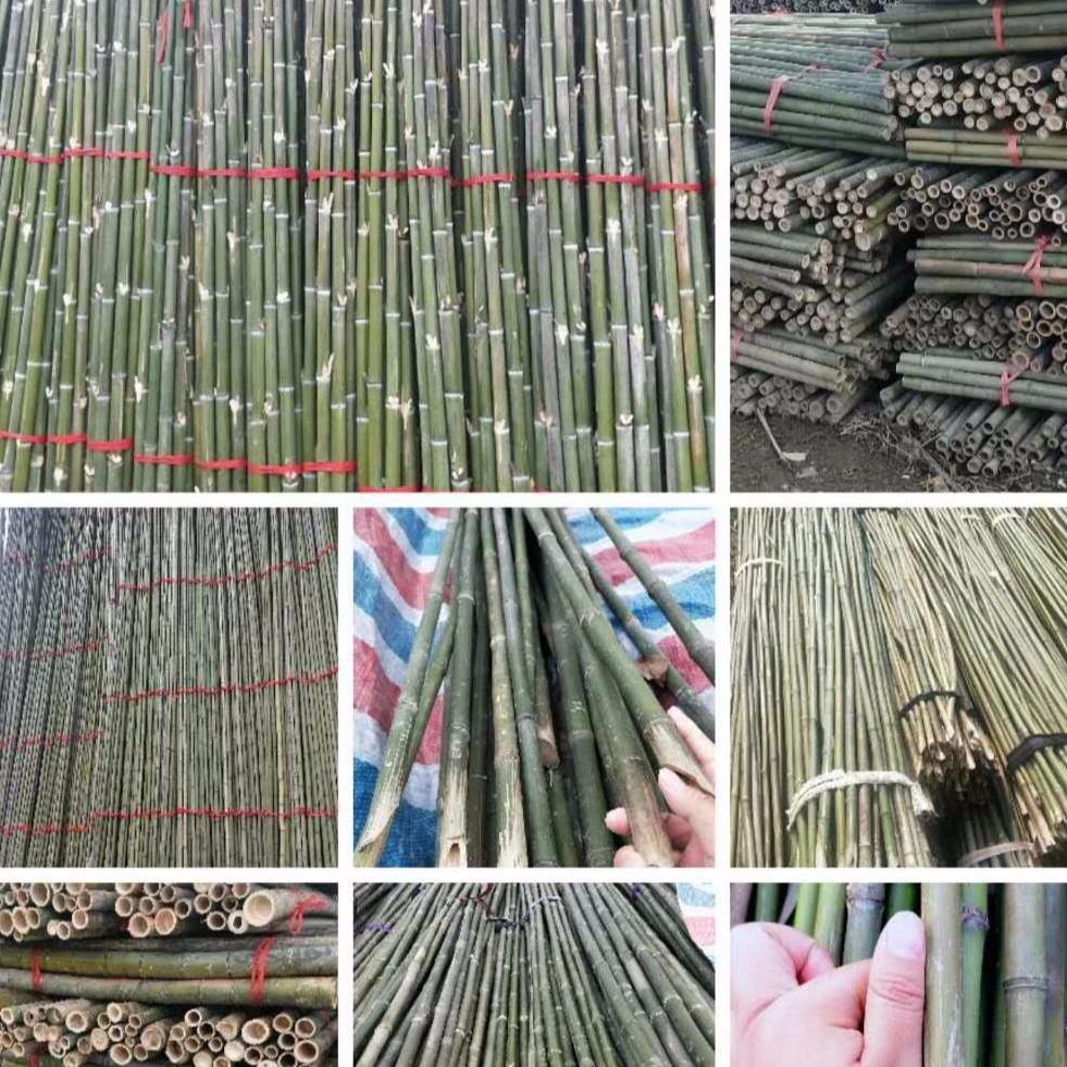 园林绿化支撑杆厂家 3.5米楠竹尾 毛竹稍 菜架竹长短粗细均可定制