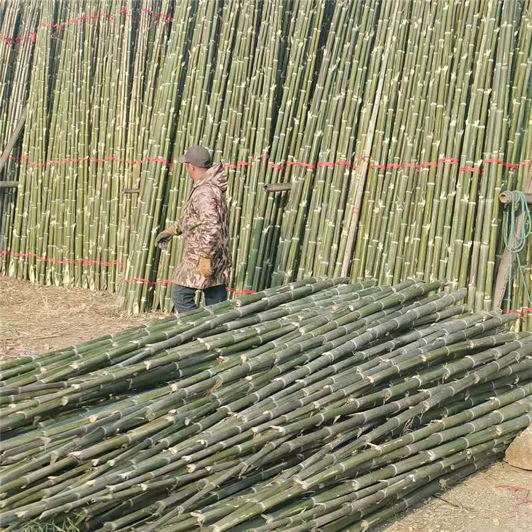 竹子支撑杆 园林竹木撑杆 绿化支撑杆 竹子苗木支撑杆 园林绿化支撑杆精选厂图片