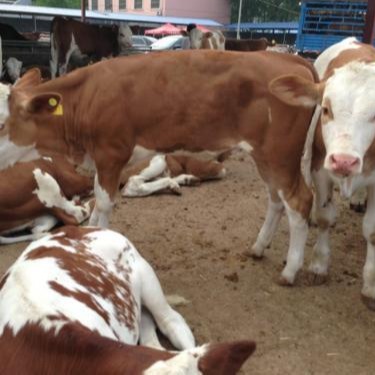 合作养殖 肉牛西门塔尔牛报价 西门塔尔牛犊价格 现在牛犊价格 肉牛养殖技术图片
