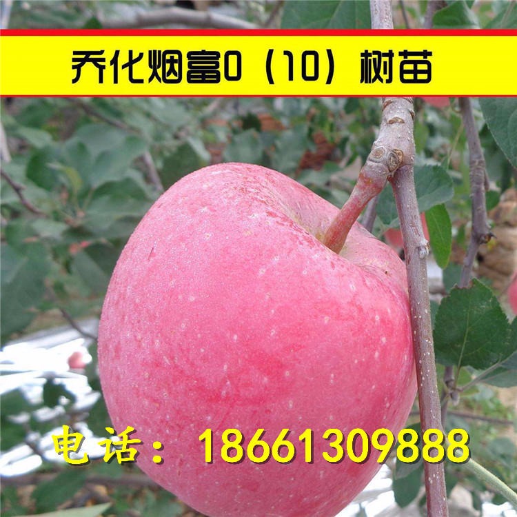 瑞雪苹果树苗品种介绍 瑞雪苹果苗 基地直销新品种瑞雪苹果树苗 苹果苗价格