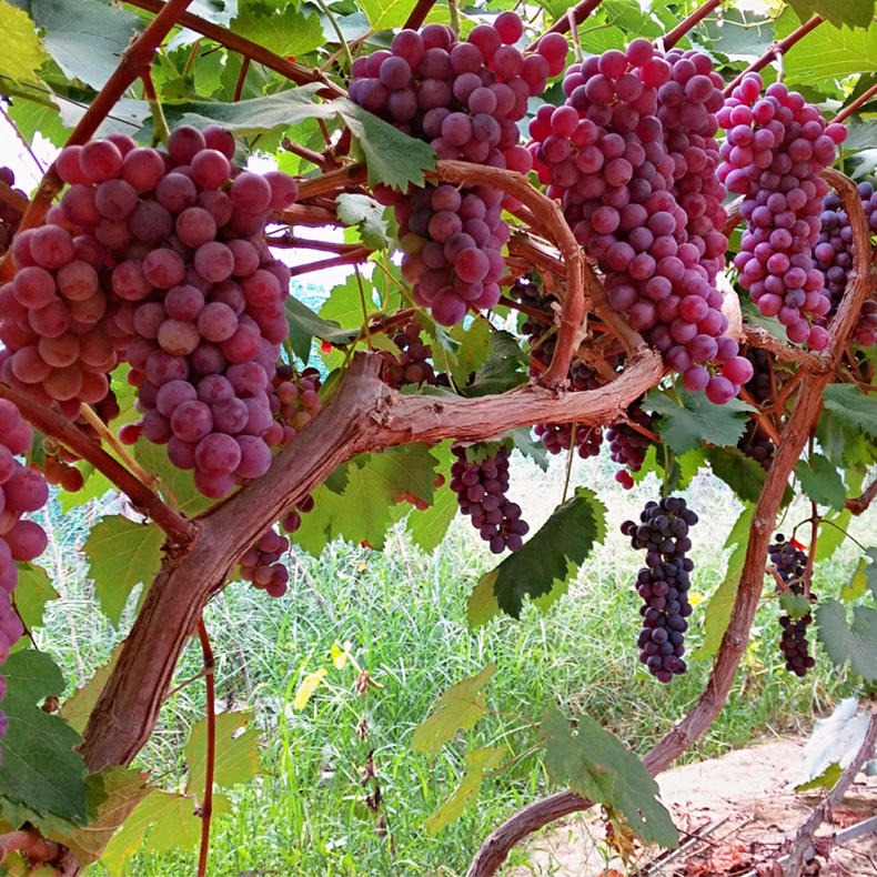 葡萄种植温室大棚 现代化温室大棚种植葡萄高收益 嘉诺温室大棚