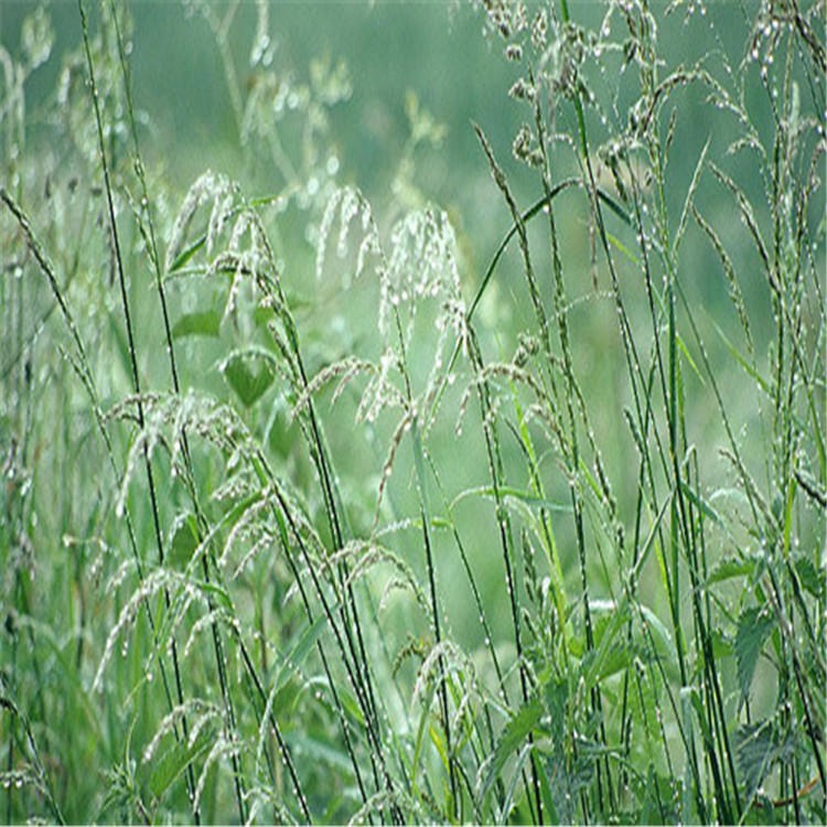 园艺观叶绿植燕麦种子耐寒抗旱对土壤适应性强生长期较长适生范围广