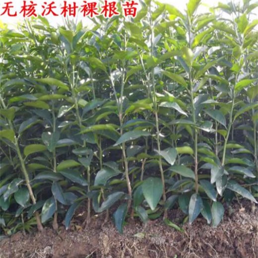柑橘新品种：091，无籽沃柑 象山县良福家庭农场批发