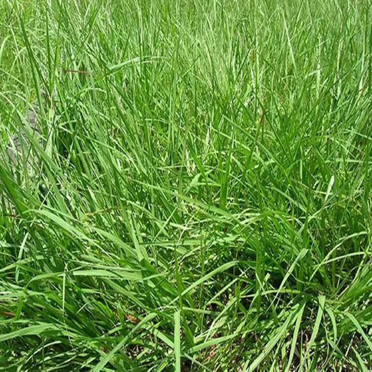 精选百喜草 草坪种子批发 绿化工程草坪种子