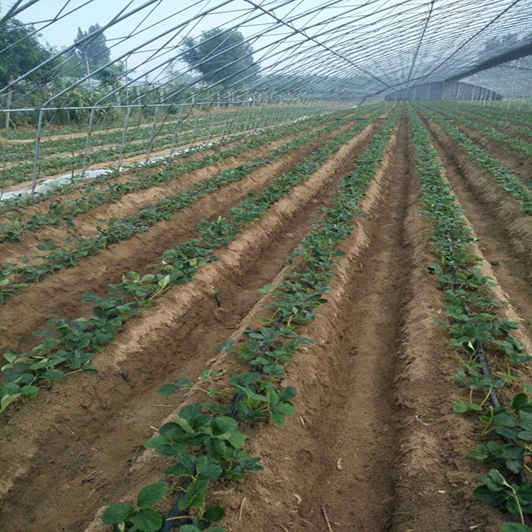 大棚种植的草莓苗  丰香草莓苗批发基地 基地现货供应红颜草莓苗 茂源园艺
