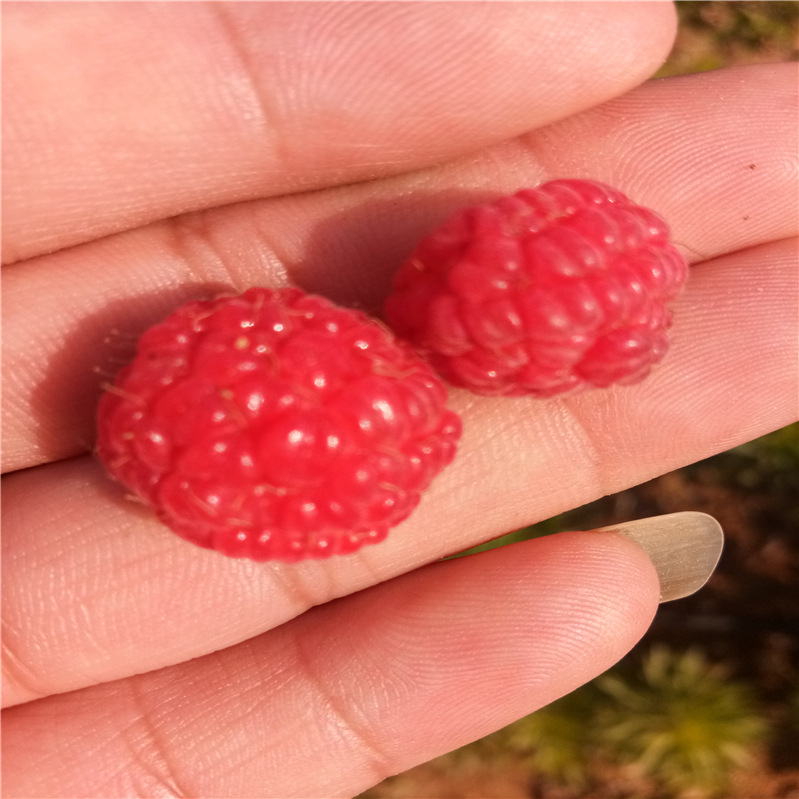 双季树莓苗批发基地 果大 味甜 量大从优图片
