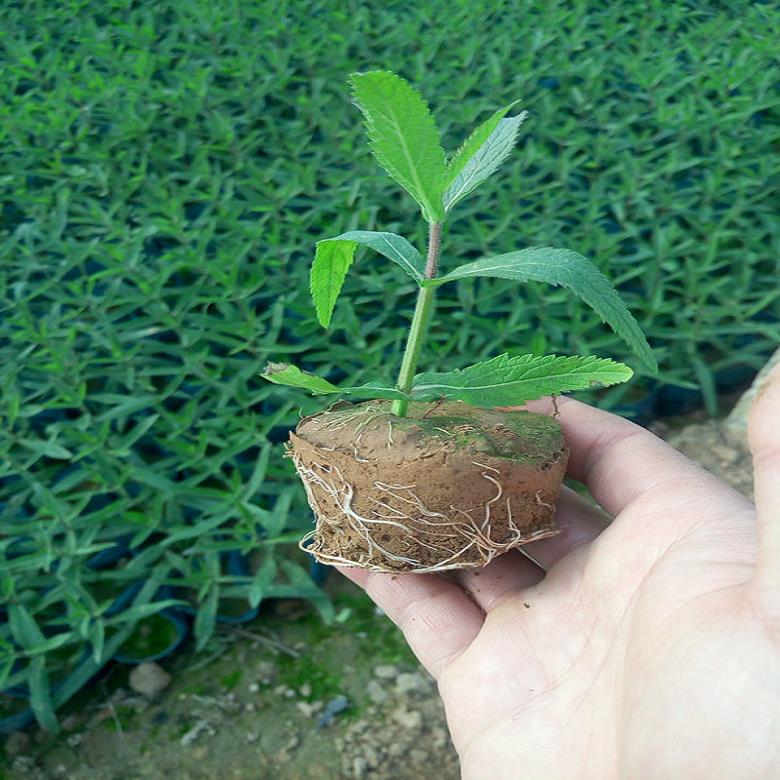 优质的【柳叶马鞭草】种植基地马鞭草品种好成活率高批发基地