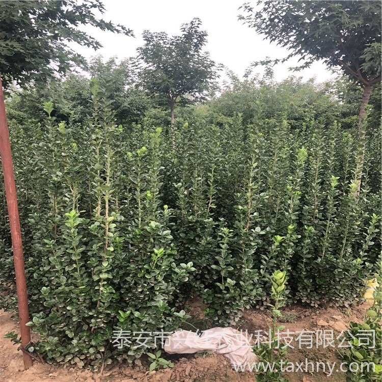 1.5米北海道黄杨树苗价格 1.8米北海道黄杨批发商家 价格透明